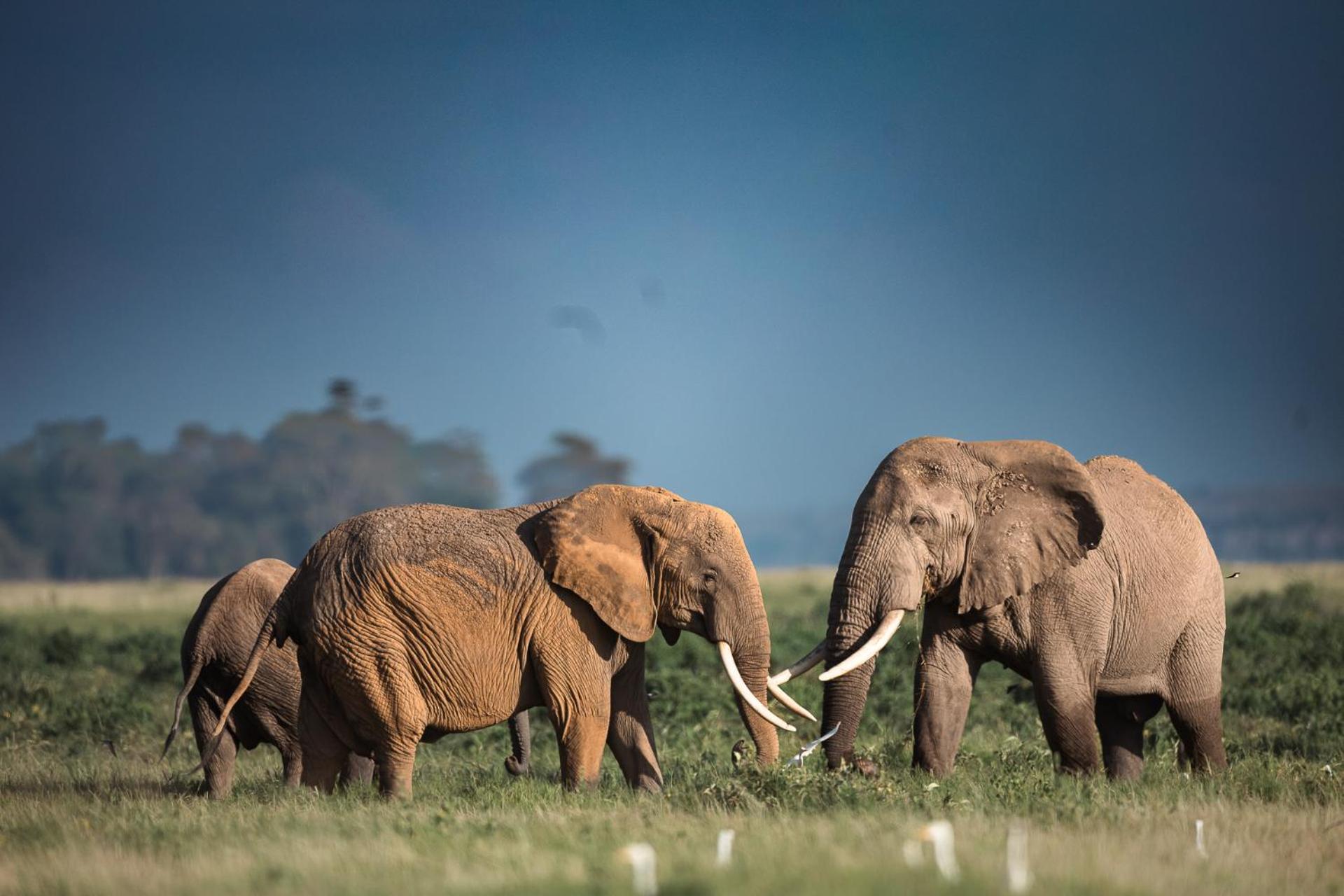 Kilimanjaro View Cabin-Amboseli Oloitokitok Номер фото