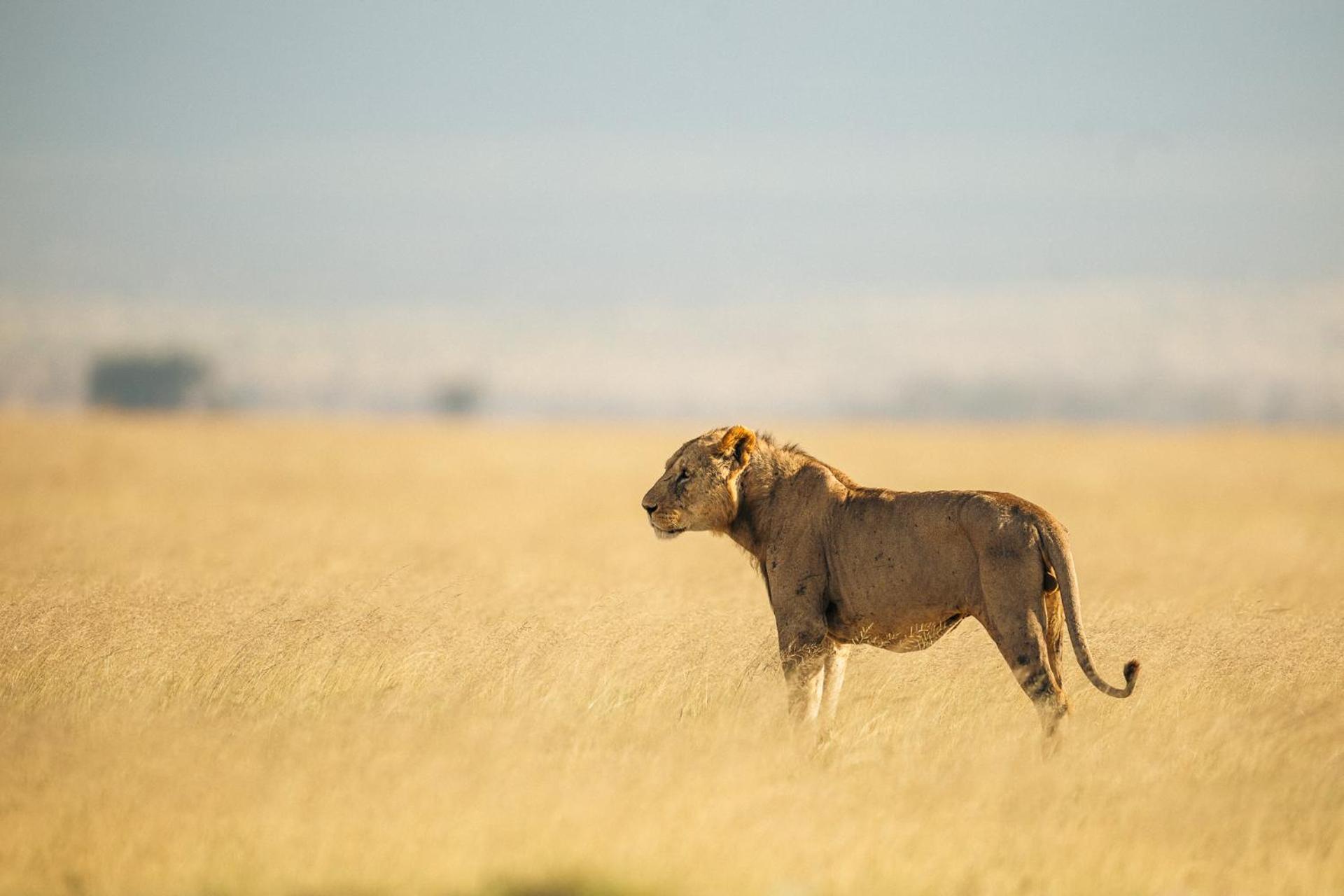 Kilimanjaro View Cabin-Amboseli Oloitokitok Номер фото