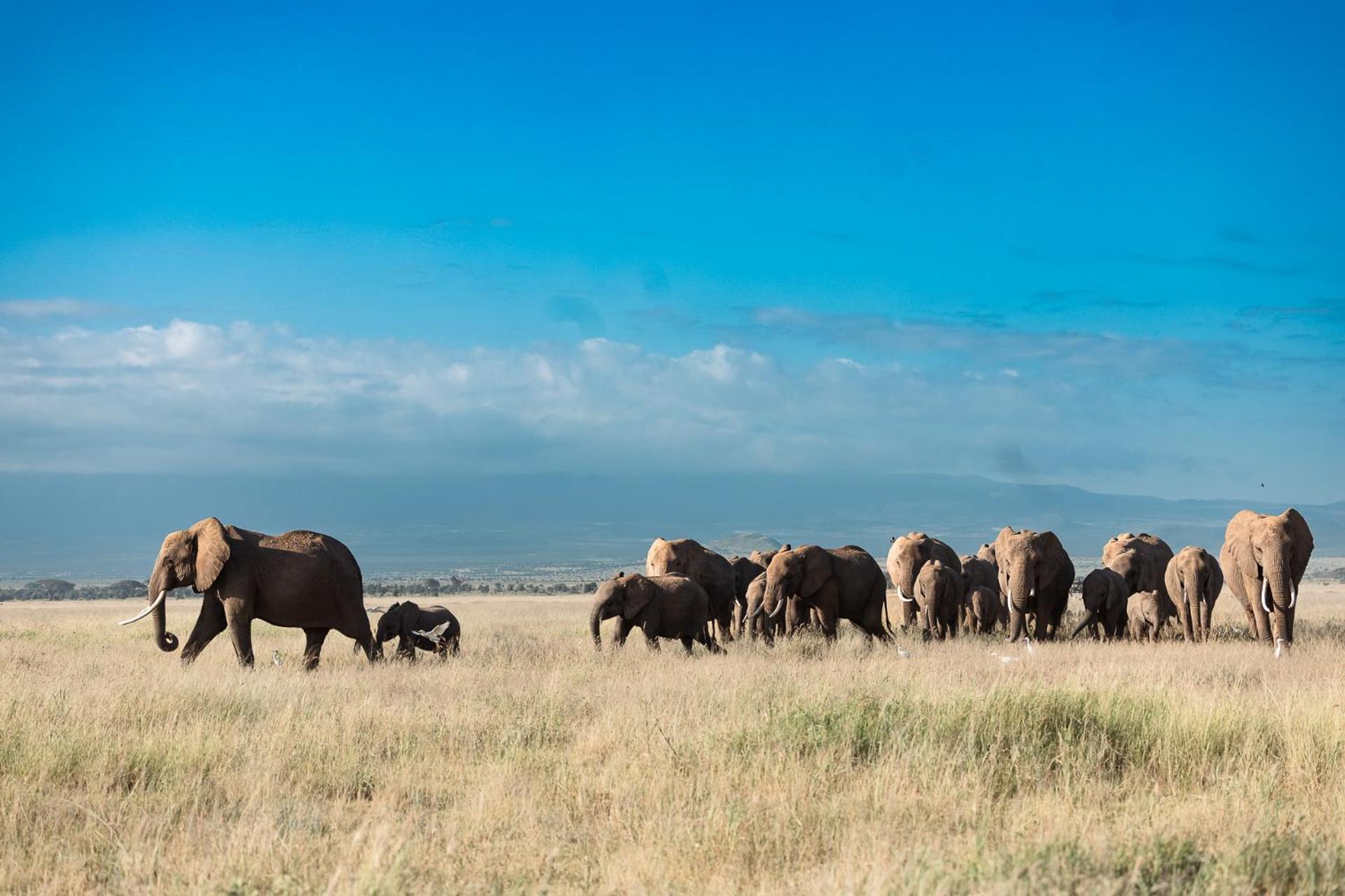 Kilimanjaro View Cabin-Amboseli Oloitokitok Номер фото